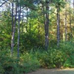 Until the canopy closes, pine stands provide heavy cover and browse, along with hunters can use as ambush points.