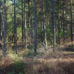 A stand of pine that has been thinned provides good visibility and increased browse for deer.