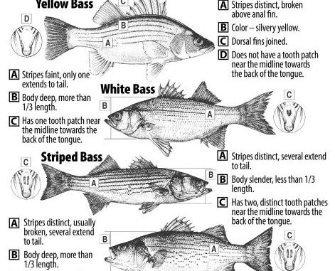 Hybrids Striper White Yellow Bass Thumper Fish Attractor w/ Remote Ctrl 12V plug 