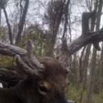 Another view of the antlers of a buck shot by Garrett Anderson in Natchitoches Parish. Biologists suspect the buck had contracted hemorrhagic disease.