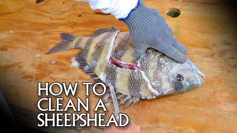 Sheepshead are a delight on the table. Kerry Audibert walks through the steps to becoming an expert at filleting sheepshead.
