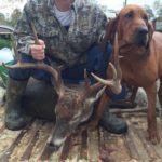 Honey poses with one of her more typical tracking targets, a big buck. The bloodhound has more than 30 successful deer recoveries in three years.