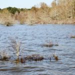 Shallow flooded bushes comprise a major habitat element in the 1215 area of Toledo Bend.