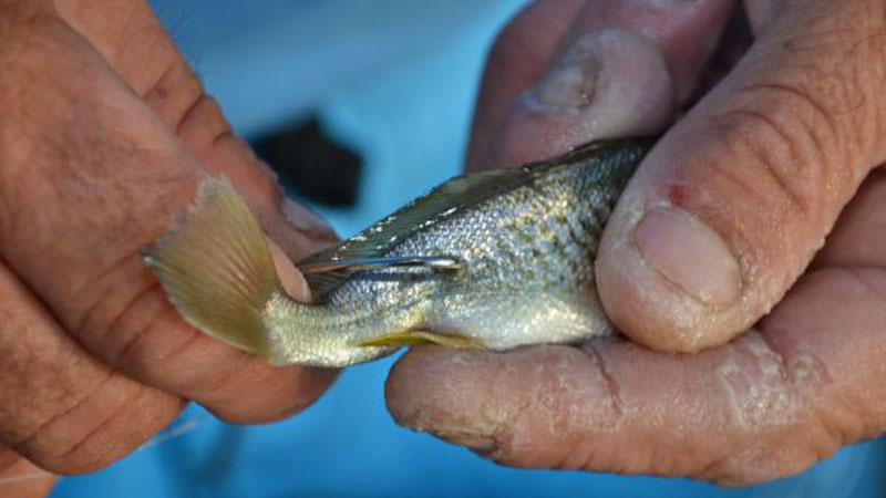 Louisiana Sportsman