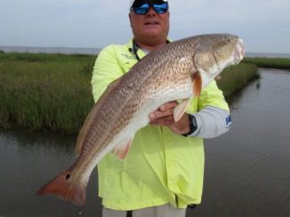 Capt. Keith "Herk" Bergeron will hit the marsh to catch bull reds.
