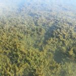 When Toledo Bend guide Dave Mansue can find hydrilla in 8-10 feet, he expects good postspawn action.