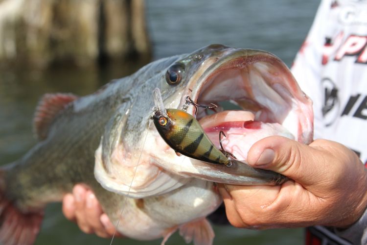 A fast-moving squarebill is sure to irritate a lounging summer bass.