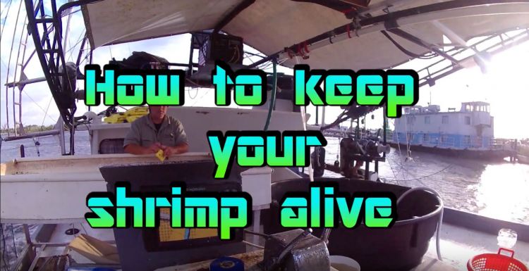 Stanley Sevin, with Bait House Seafood in Chauvin, shares video tips to keep your bait shrimp alive