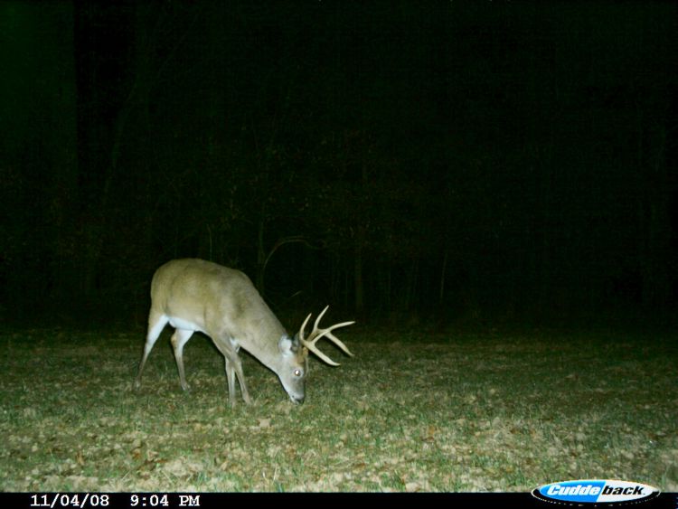 The author discovered this secretive buck coming in to a food plot at night by using a trail camera.