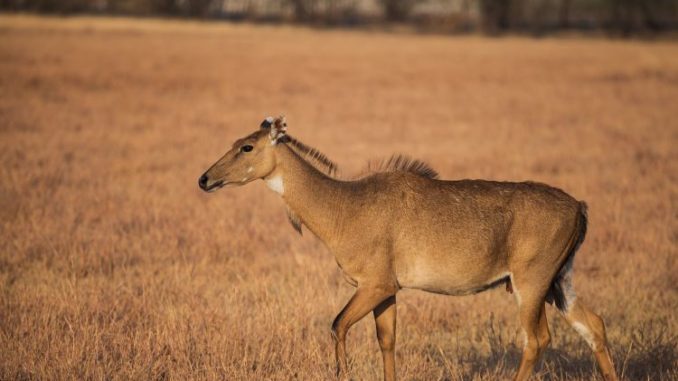 Escaped Asian antelope — a nilgai — shot on Richard K. Yancey WMA Thursday