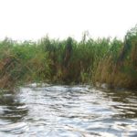 Pockets within stands of roseau cane like this one are prime spots for redfish this month in Yellow Cotton Bay, according to Capt. Brian Sherman with Kayak Venice.