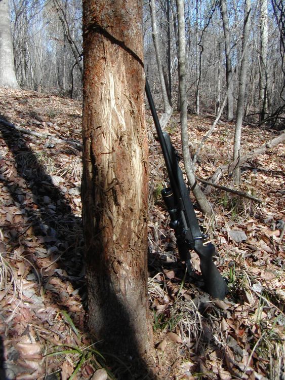 When the author found this gigantic rub, he knew this area was the travel corridor of a mature buck.