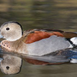 In this photo from Wikipedia, here's a ringed teal drake from South America in full plumage.