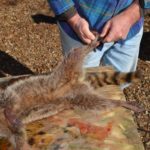 2) Cut each rear leg from the inside side of each foot down to the anus.