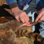 3) Extend the cut on each leg across the top of the foot and ring the hide around the leg to separate the hide from the foot.