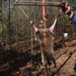 4) Pull the hide of each leg toward the body to expose the entire leg. Then hang the animal upside down by its feet.