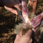 5) Cut the hide loose around the anus.