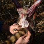 6) Pull the hide downward to expose part of the animal’s back and the upper part of the tail.