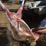 7) Close a tail stripper (available from trapping supply web sites) over the tail bone, and pull it down firmly to free the tail fur from the tail bone.