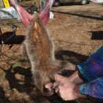 8) Turn the animal around so its belly faces you. With the cutting edge of the blade facing upward, insert the knife through the hide at the throat of the animal and cut upward the length of the hide.