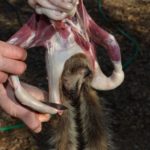 10) Use both hands to free the front legs from the skin; then cut the hide free from the feet.