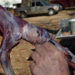 11) Begin skinning the head by pulling the hide downward and outward with one hand and making short cuts with the other hand to free the hide from the skull. Cut the ears off at their bases and leave the ear cartilage intact on the hide.