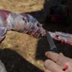 12) Continue to cut and pull until reaching the eyes. Cut carefully around each eye to leave the eyelid on the hide. Do the same with the nose.