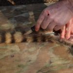 13) Insert a tail splitter (also available from trapping supply websites) into the tail, groove facing up. Using the splitter as a guide, cut the length of the tail with the knife blade facing up.