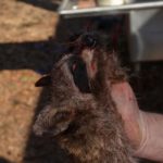14) The finished pelt, ready for tanning, must have the ears, eyelids, and nose intact for best appearance.