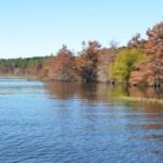 Due to herbicidal applications for salvinia, visiting anglers at Toledo Bend during the spawn will see less hay grass this season as compared to the vast fields on the western and southern sections witnessed in the last couple of years.