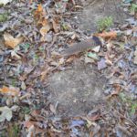 Small circles scratched in the leaves, turkey tracks and lost feathers are three signs you are in turkey territory.