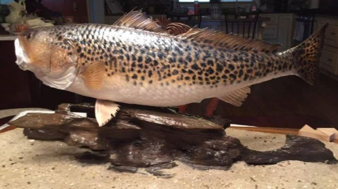 Leopard Redfish Mount To Be Displayed At Louisiana Sportsman Show
