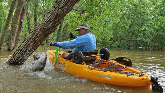 Fighting big catfish at the end of a short line, from a kayak, is an intense experience. Steve Savoye wrestles a big blue cat that was caught on a jugline that was tied off to a willow tree.