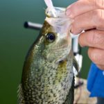 Tregle uses high visibility line and prefers tiny jigheads, with albino shad-colored tails.