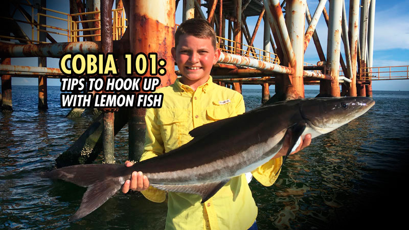 Call them lemon fish, cobia or ling, but their firm white meat is delicious, and right now is prime time to catch them off the Louisiana coast.