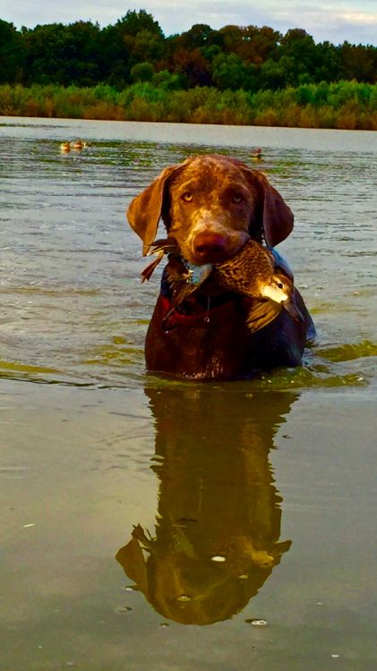 Teal season is a good time to get dogs back in shape for big duck season and to break in new dogs as well.
