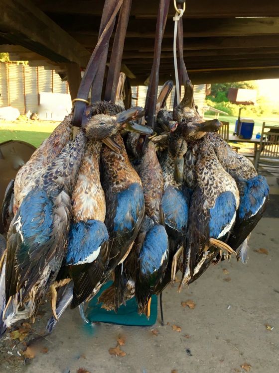 A nice lanyard of blue-winged teal is the reward for staying on the birds and setting up a good spread for the season.