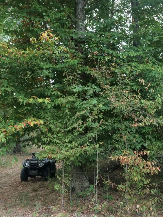 Natural cover from limbs on nearby trees provides a hunter the opportunity to draw unobserved from this ladder stand.