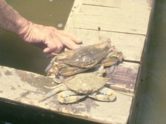 Blue crabs molt about 30 times during their live, with young crabs sometimes molting every week.