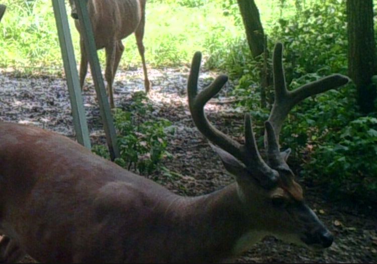 In this photo of the same mature buck, taken on Aug. 6, note the circumference of the bases and the overall general mass of the antlers, tell-tale signs of maturity.