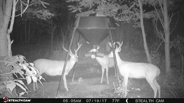 This trail-camera photo, taken on July 19, shows an obvious fully mature velvet-racked buck on the left, contrasted with two younger bucks.