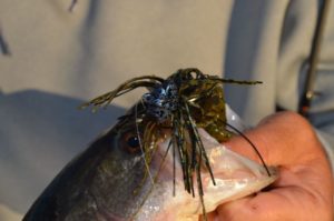 Gleason likes the broad heads of football jigs because they allow him to maintain more contact with the bottom at depths of up to 25 feet, when he’s fishing for deep pre-spawn bass.