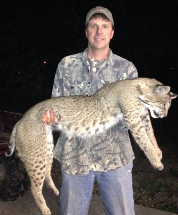 Huge Bobcat Shot In Acadia Parish