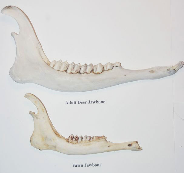 Whitetail Jawbone Aging Chart