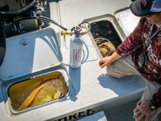A tournament fish finally makes the livewell. A freshly landed redfish appreciates some oxygen after the fight of its life; but a dead red will keep an angler off the leaderboard.