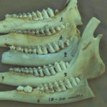 The stages of eruption of the third molar in yearling deer is clearly visible in this photo: Jawbone No. 5 shows the replacement of the temporary premolars with the new permanent molars. The stages of eruption of the third molar in yearling deer is clearly visible in this photo: Jawbone No. 5 shows the replacement of the temporary premolars with the new permanent molars.