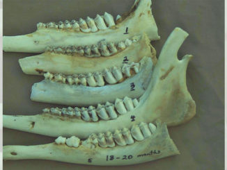The stages of eruption of the third molar in yearling deer is clearly visible in this photo: Jawbone No. 5 shows the replacement of the temporary premolars with the new permanent molars.