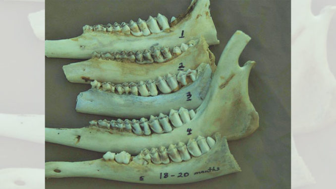 The stages of eruption of the third molar in yearling deer is clearly visible in this photo: Jawbone No. 5 shows the replacement of the temporary premolars with the new permanent molars.