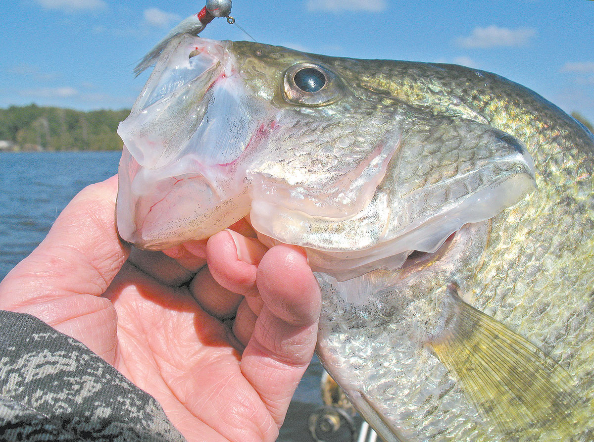 Being able to consistently catch big crappie nowadays means being able to find fish like this on your electronics and put a bait right in their faces.