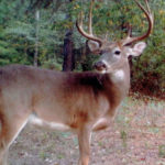 Mature bucks are the trophies that hang on the wall, and are usually 4- to 6-year-old deer.